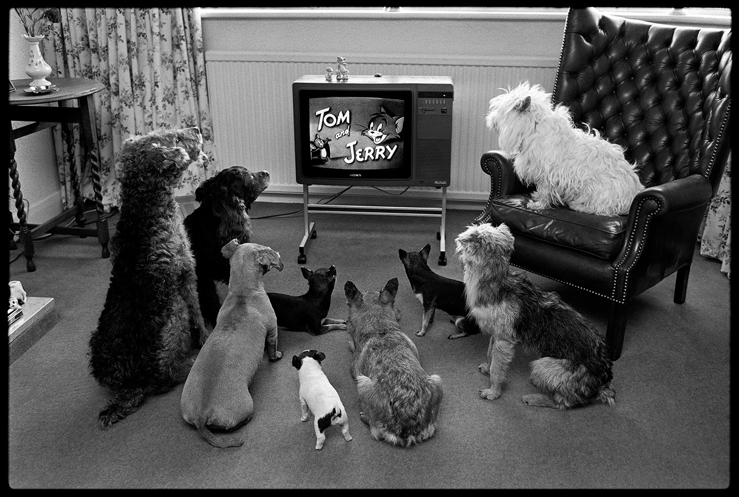Arthur Steel, Captivated Audience Arthur Steel, Captivated Audience