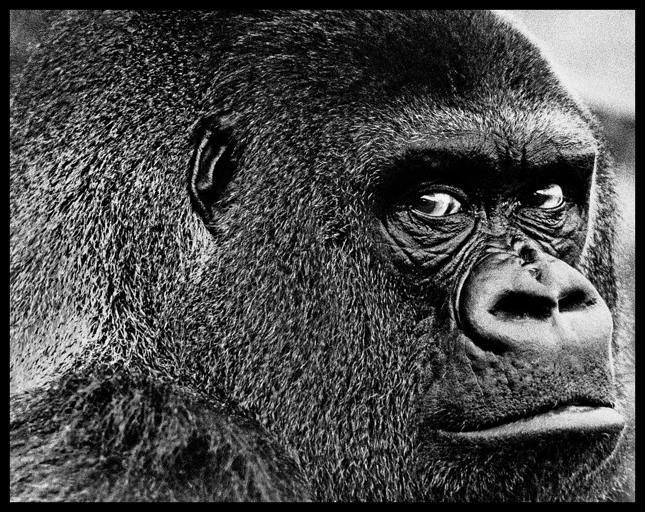 Arthur Steel, Guy The Gorilla Regent's Park London Arthur Steel, Guy The Gorilla Regent's Park London