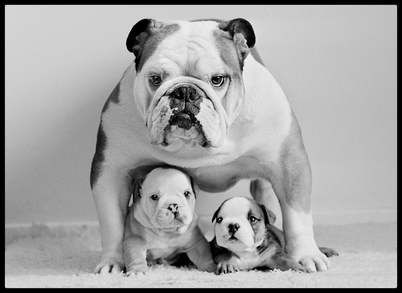 Arthur Steel, Protective Pooch Arthur Steel, Protective Pooch