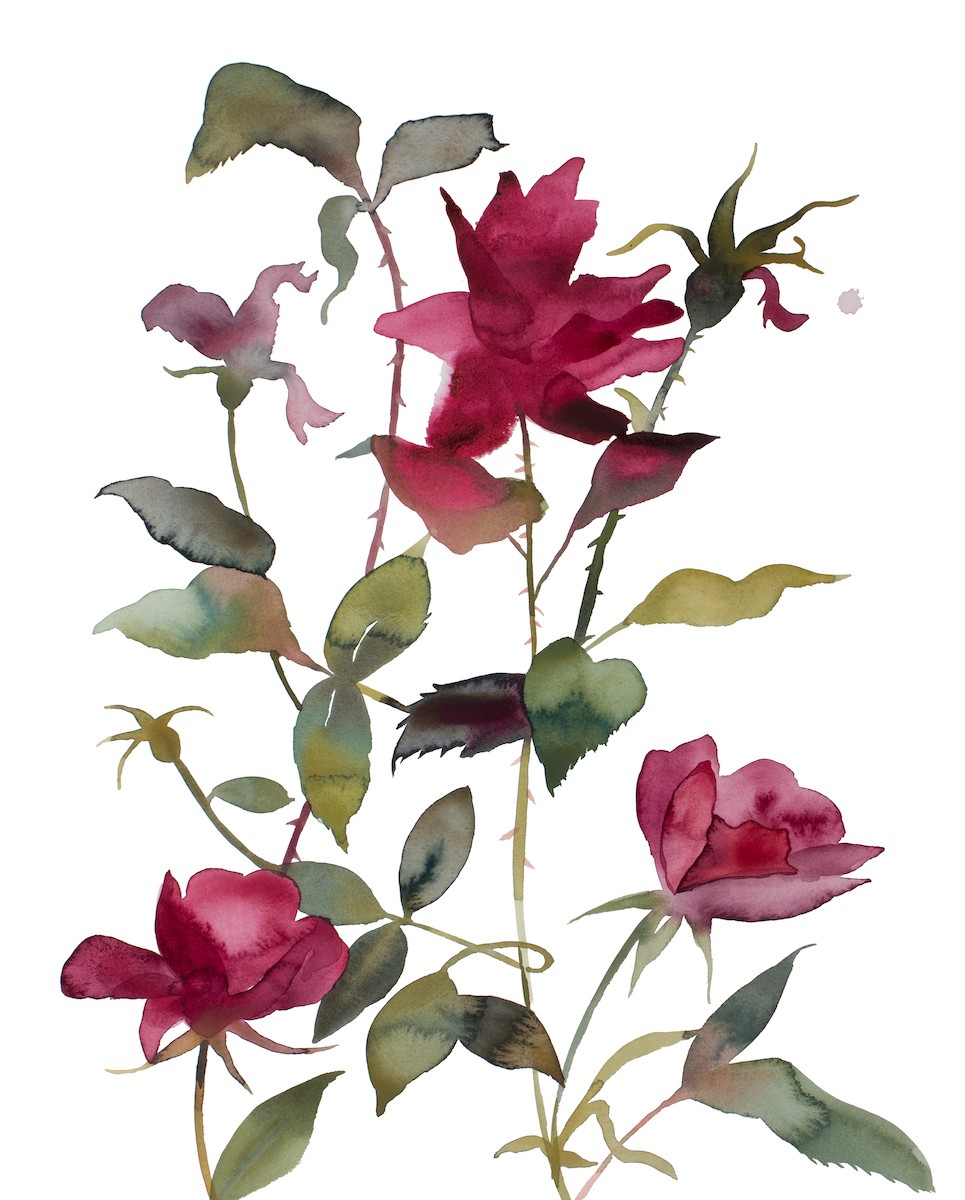 Elizabeth Becker, Rose study no. 84 Elizabeth Becker, Rose study no. 84