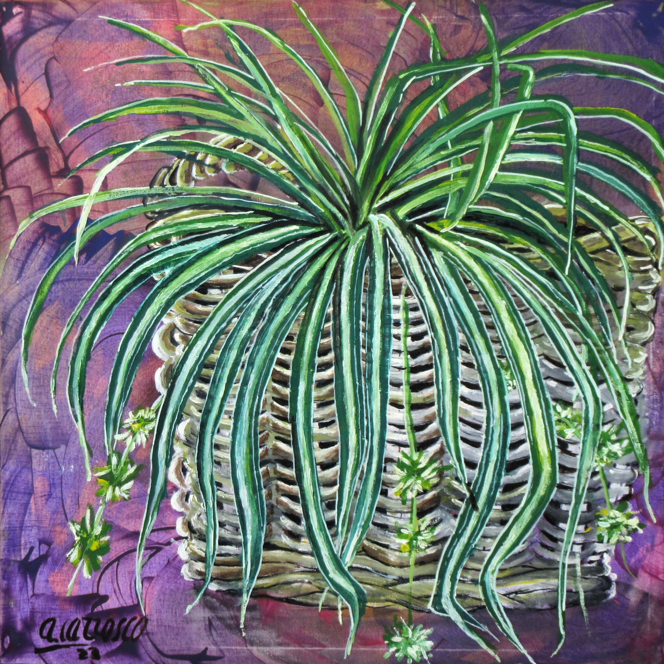 Toni Carrasco, Planta Toni Carrasco, Planta
