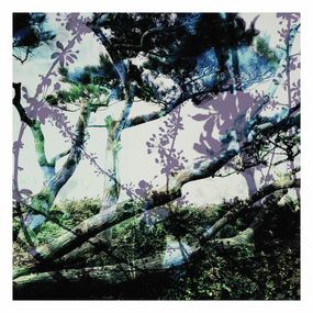 Fotografien, La canopée des deux arbres (2), Nicolas Le Beuan Bénic