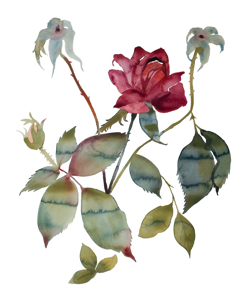 Elizabeth Becker, Rose study no. 85 Elizabeth Becker, Rose study no. 85