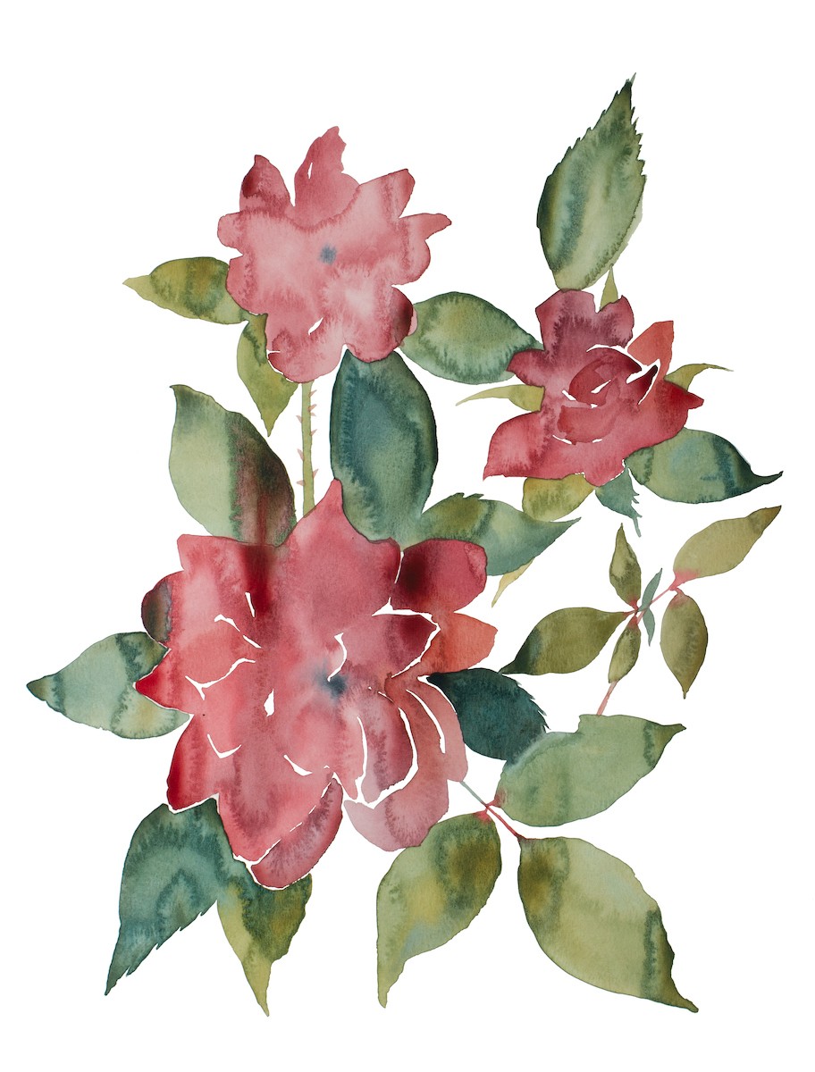 Elizabeth Becker, Rose study no. 87 Elizabeth Becker, Rose study no. 87