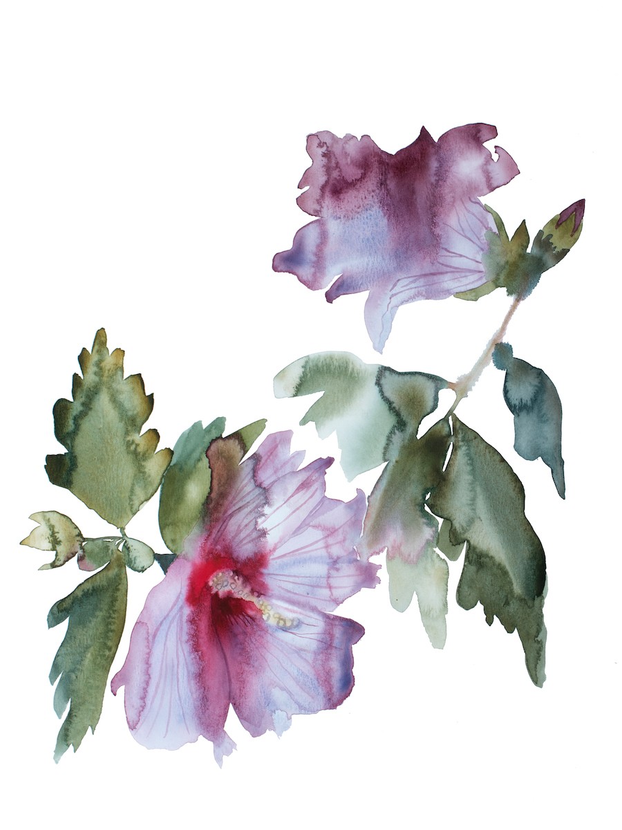 Elizabeth Becker, Hibiscus no. 2 Elizabeth Becker, Hibiscus no. 2