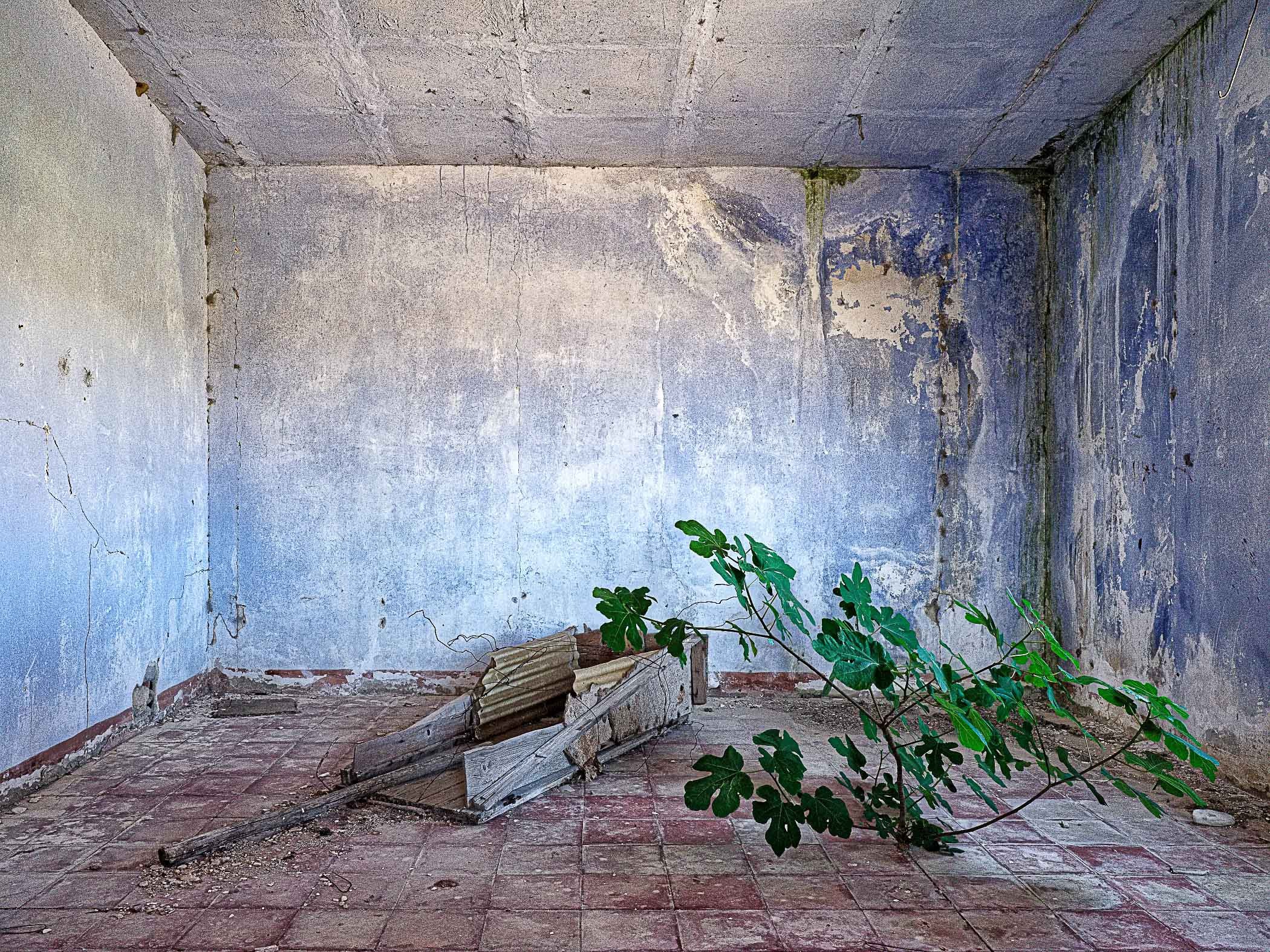 Steven Seidenberg, Blue Room with Fig Steven Seidenberg, Blue Room with Fig