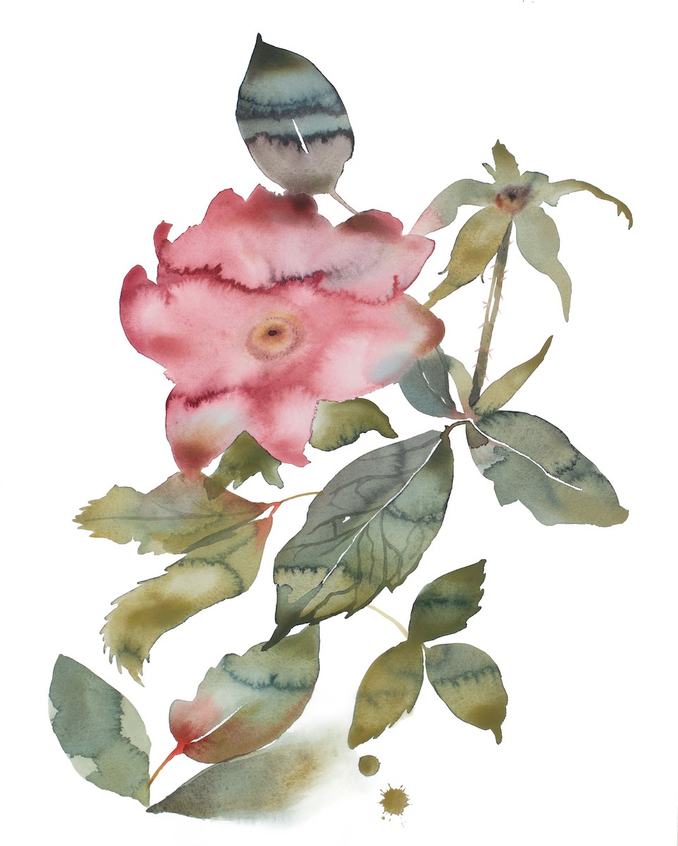 Elizabeth Becker, Rose Study No. 88 Elizabeth Becker, Rose Study No. 88