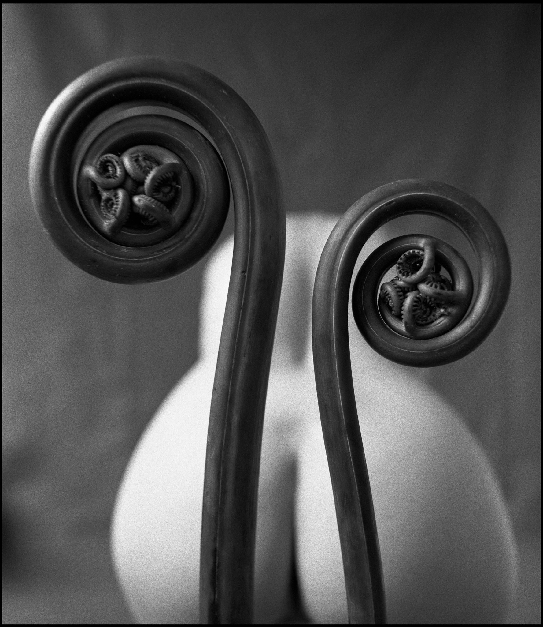 Mark Arbeit, Fiddlehead Fern Mark Arbeit, Fiddlehead Fern