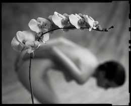 Photography, Bending Orchid, Mark Arbeit