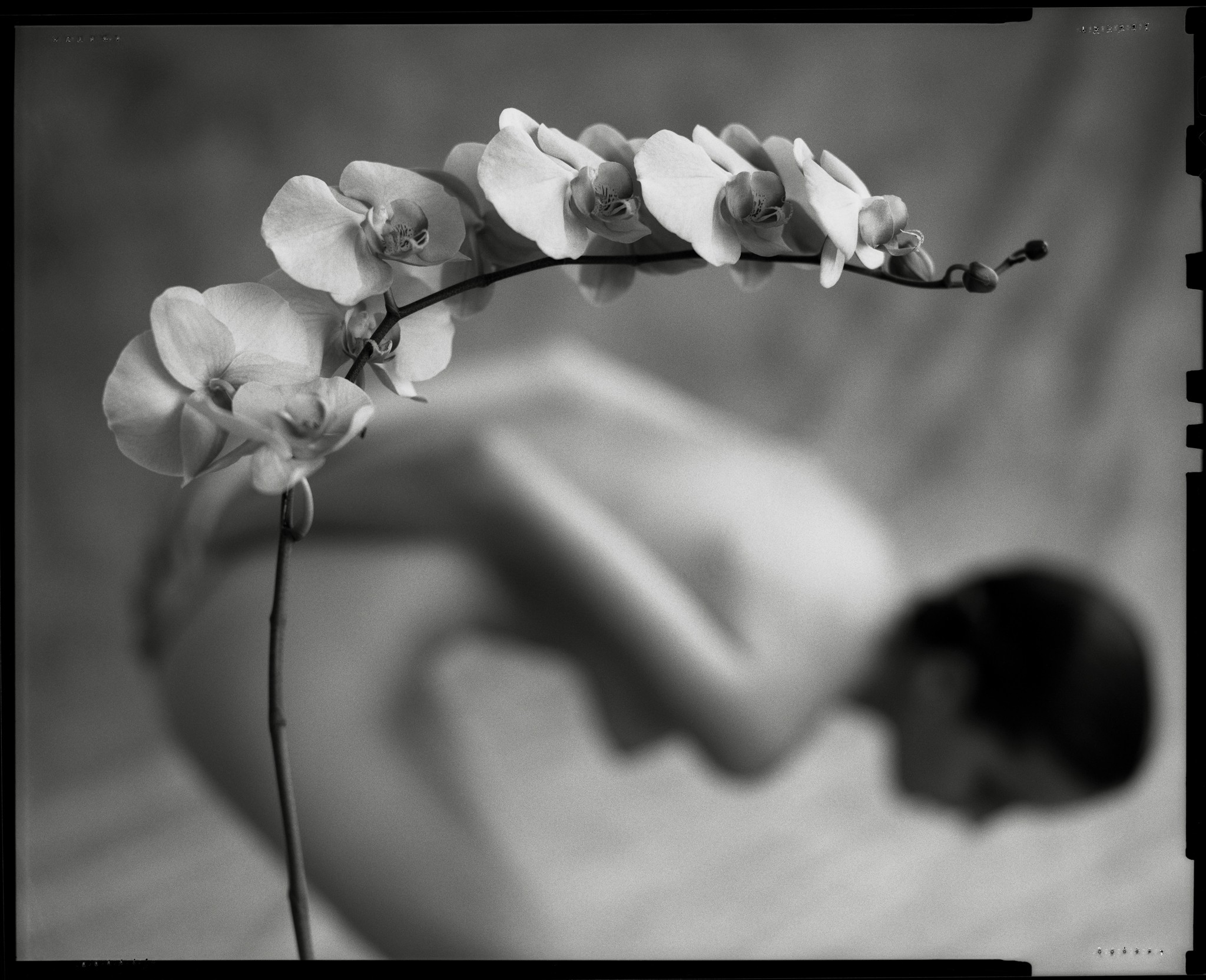 Mark Arbeit, Bending Orchid Mark Arbeit, Bending Orchid