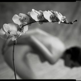 Fotografien, Bending Orchid, Mark Arbeit