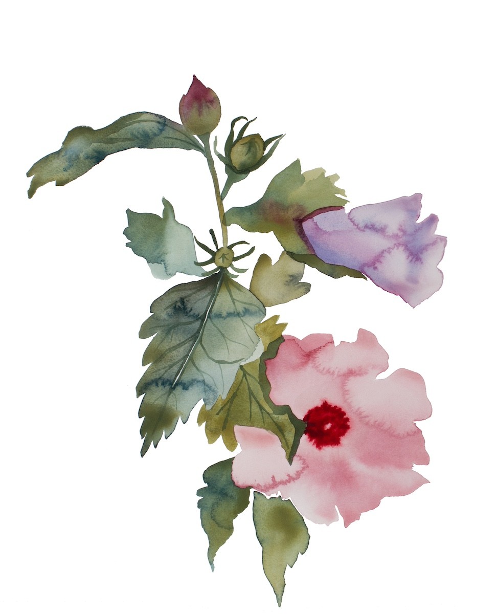 Elizabeth Becker, Hibiscus No. 3 Elizabeth Becker, Hibiscus No. 3
