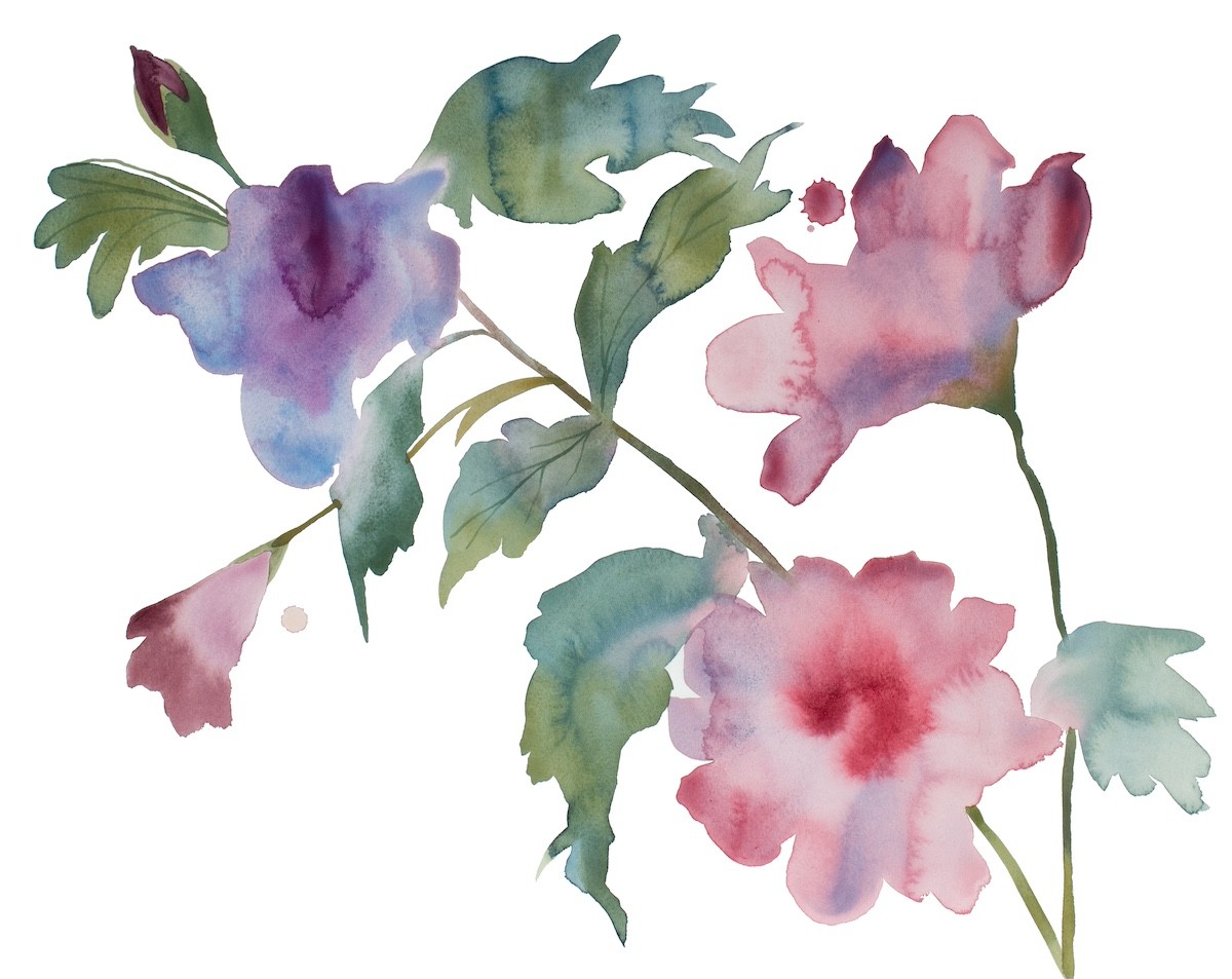 Elizabeth Becker, Hibiscus No. 4 Elizabeth Becker, Hibiscus No. 4