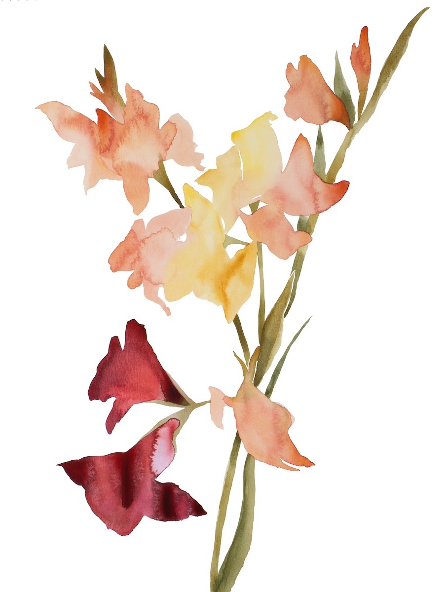 Elizabeth Becker, Gladiolus no. 1 Elizabeth Becker, Gladiolus no. 1