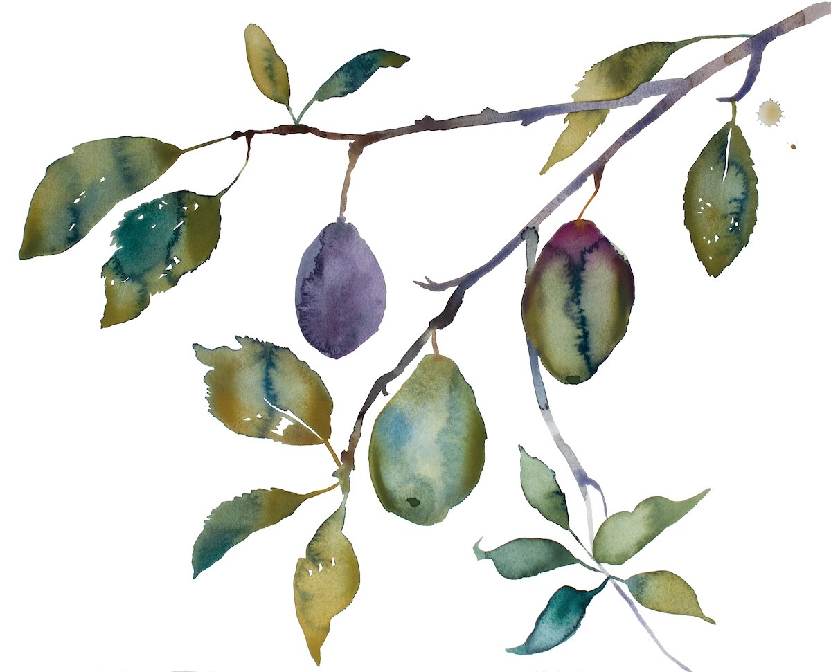 Elizabeth Becker, Plum Study Elizabeth Becker, Plum Study