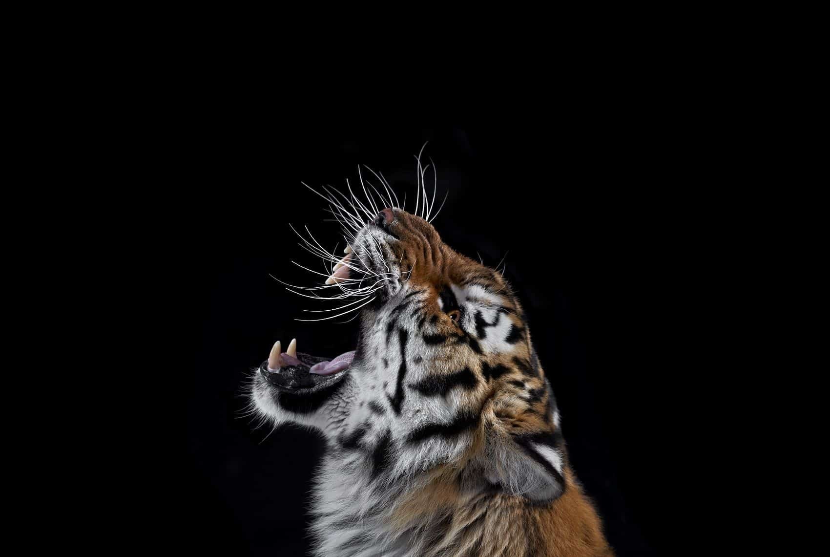 Brad Wilson, Tiger #3 Brad Wilson, Tiger #3