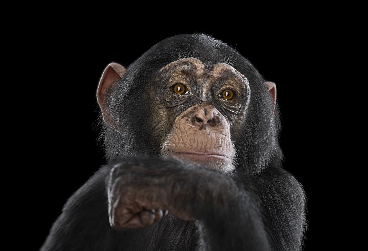 Brad Wilson, Chimpanzee #16 Brad Wilson, Chimpanzee #16