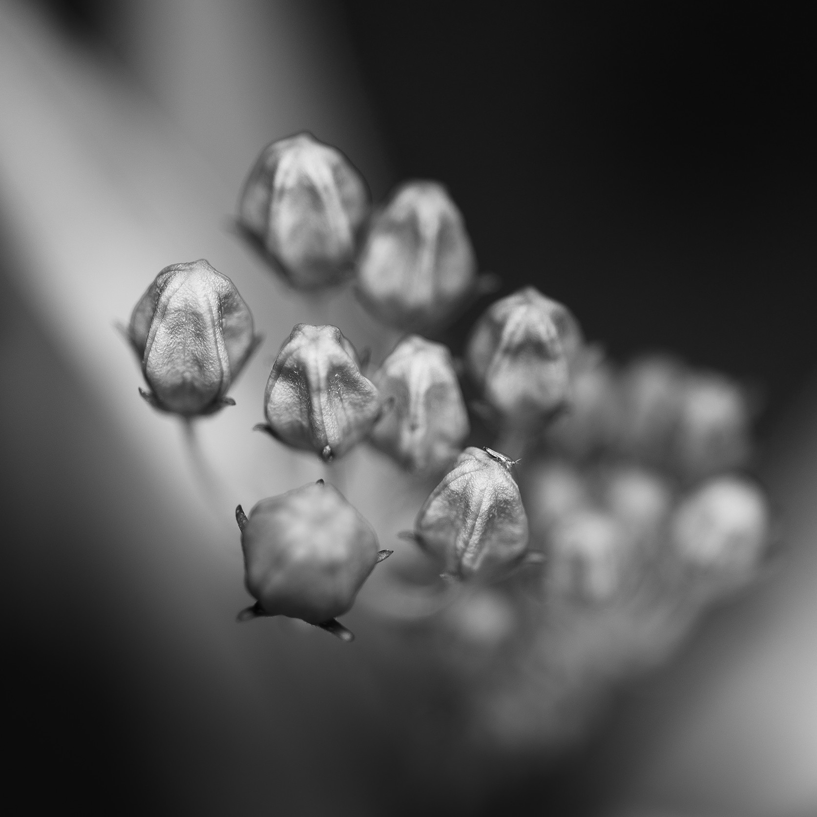 Jean-Guy Nakars, Flower by close Jean-Guy Nakars, Flower by close