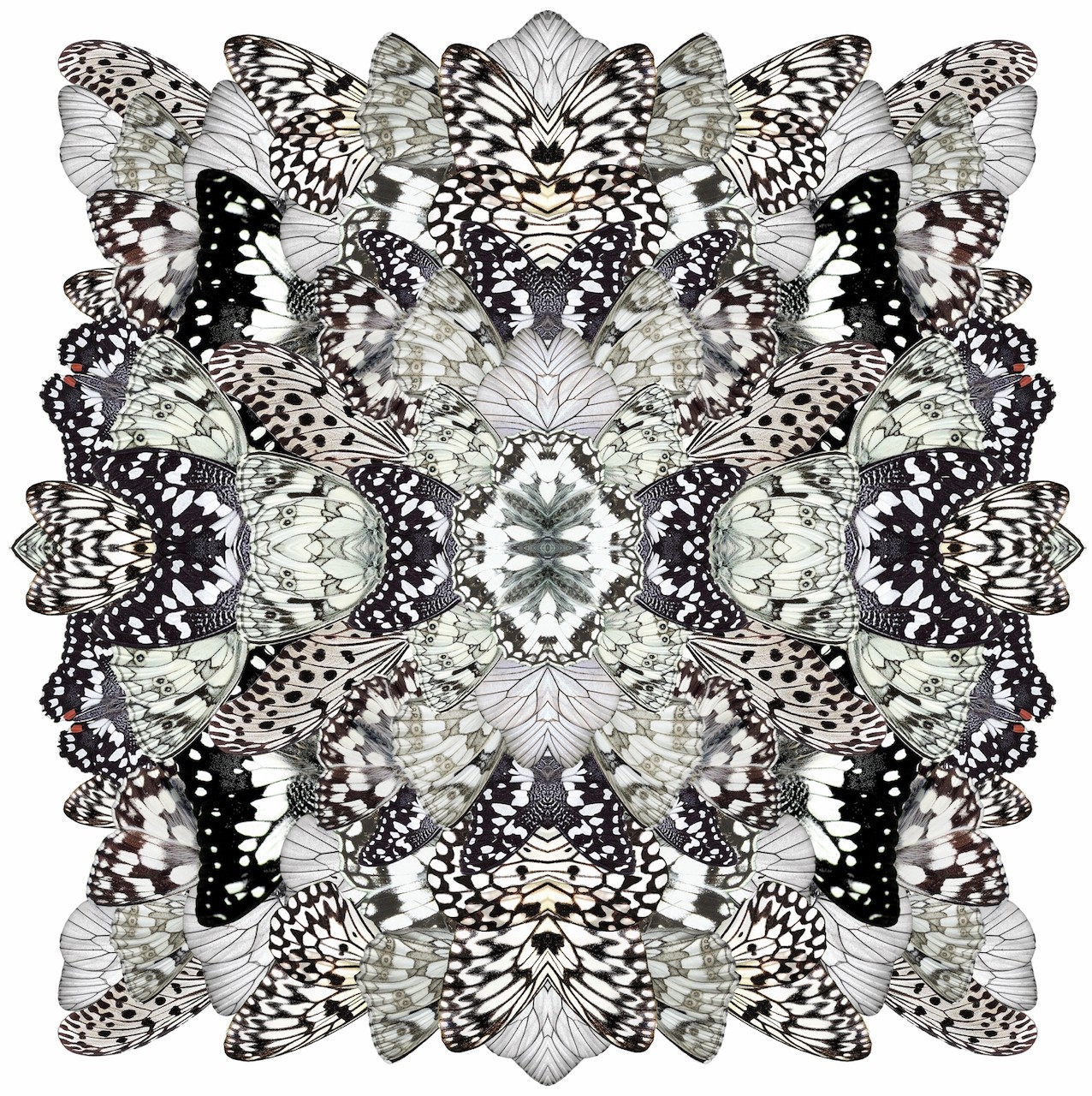 Sumit Mehndiratta, Monochromatic Metamorphosis Sumit Mehndiratta, Monochromatic Metamorphosis