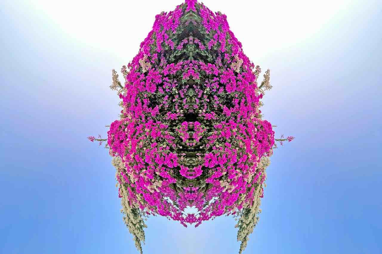 Sumit Mehndiratta, Bougainvillea Bug Sumit Mehndiratta, Bougainvillea Bug
