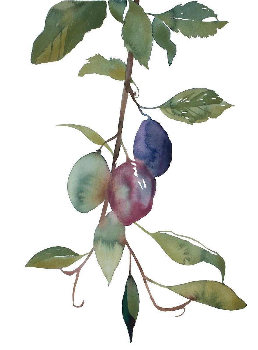 Elizabeth Becker, Plum Study No. 2 Elizabeth Becker, Plum Study No. 2