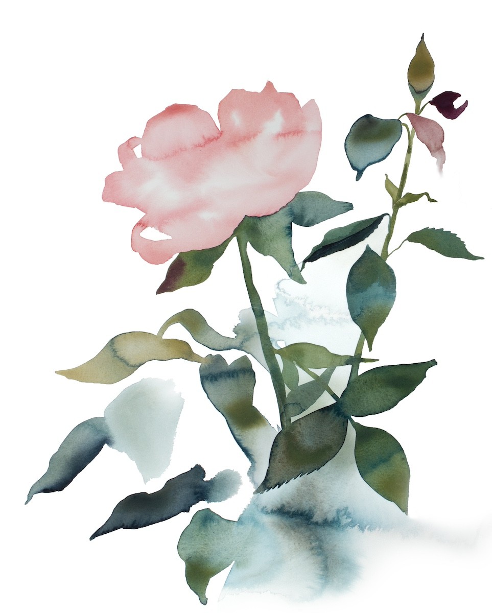 Elizabeth Becker, Rose Study No. 89 Elizabeth Becker, Rose Study No. 89