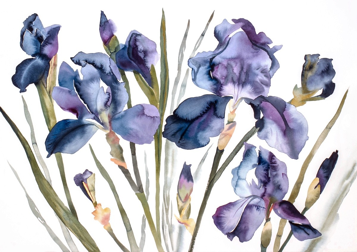 Elizabeth Becker, Irises Elizabeth Becker, Irises