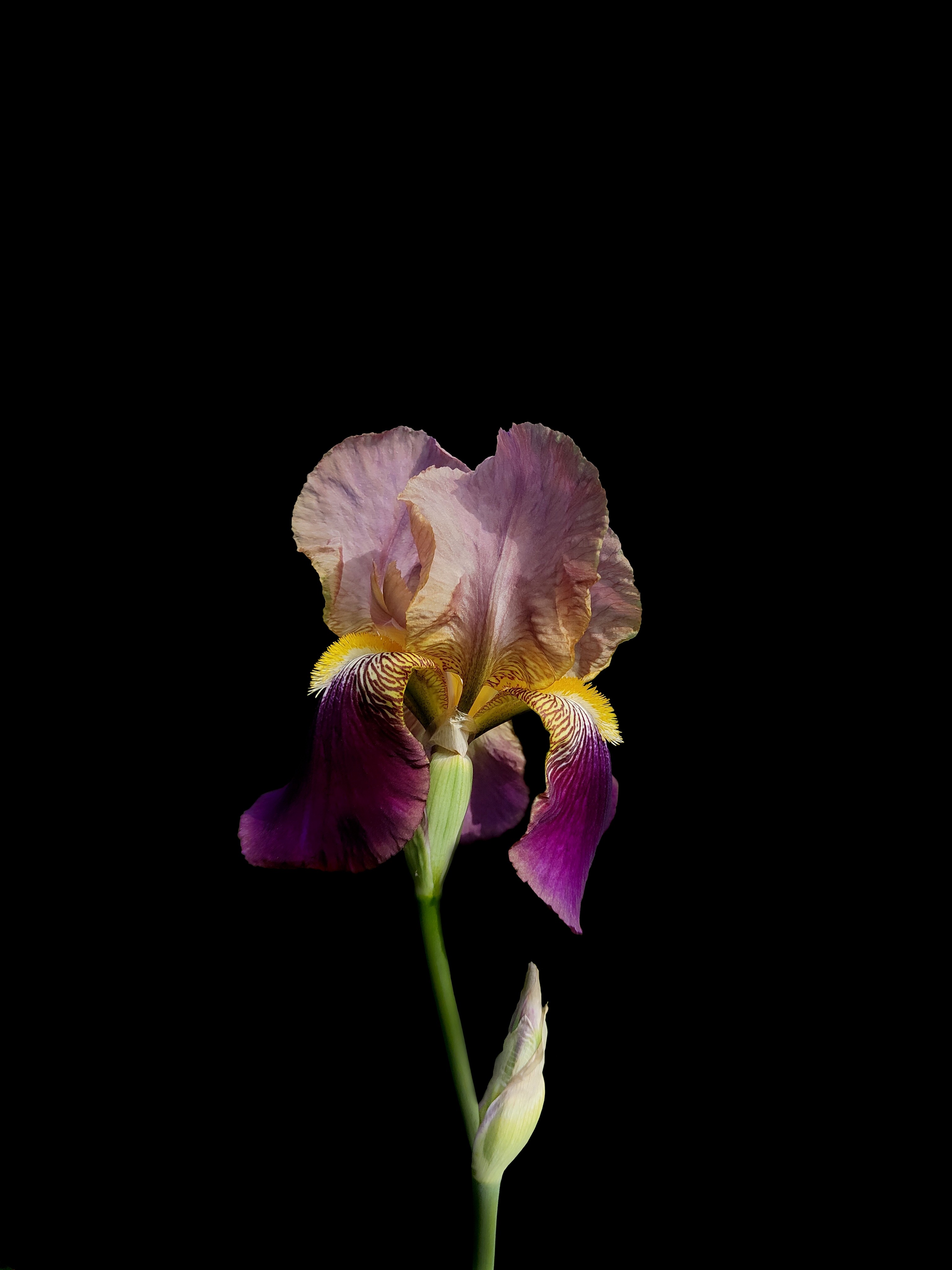 Coline Potier, Iris éclatant Coline Potier, Iris éclatant