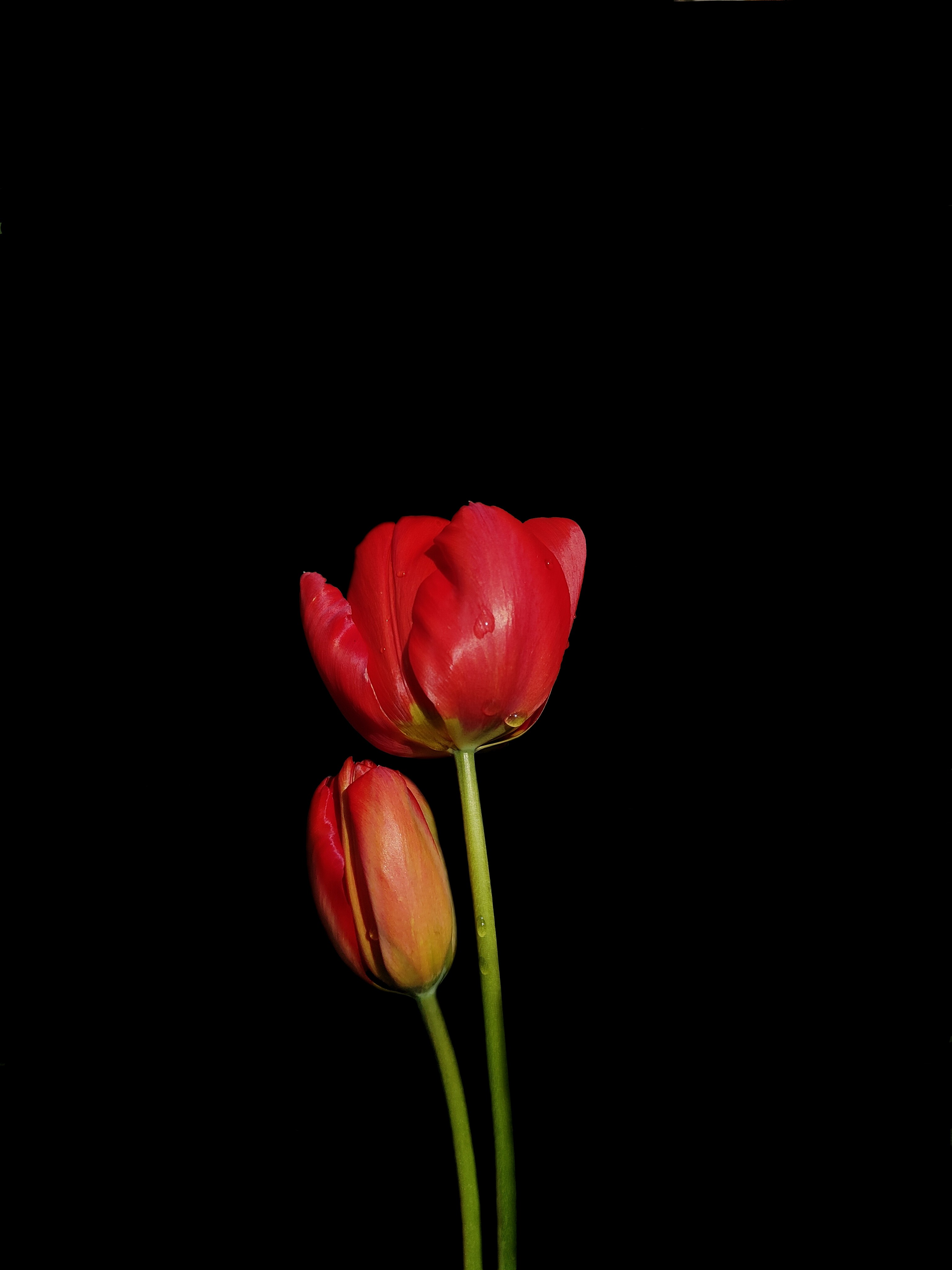 Coline Potier, Pimpantes tulipes Coline Potier, Pimpantes tulipes
