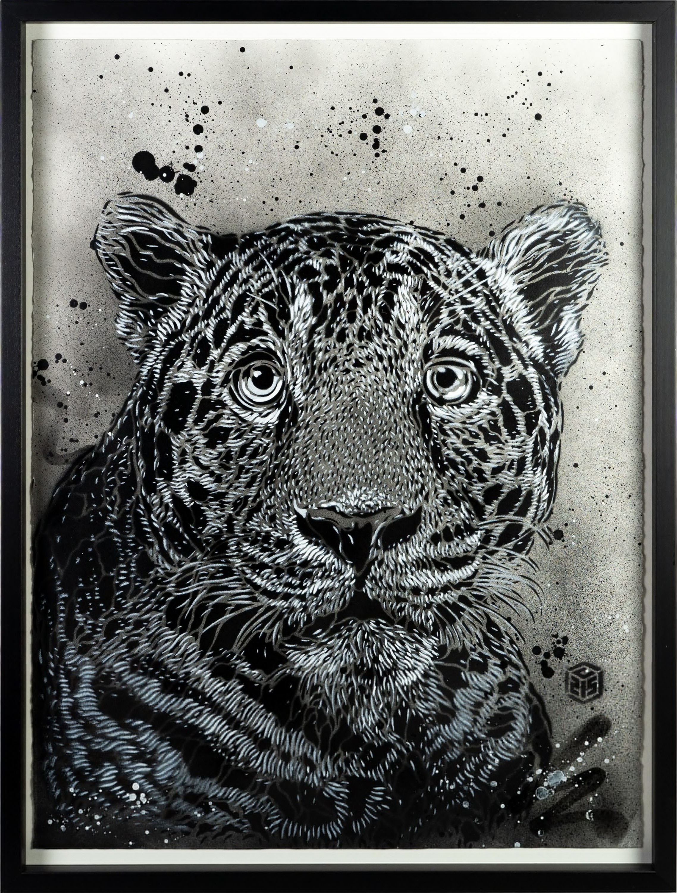 C215, Léopard C215, Léopard