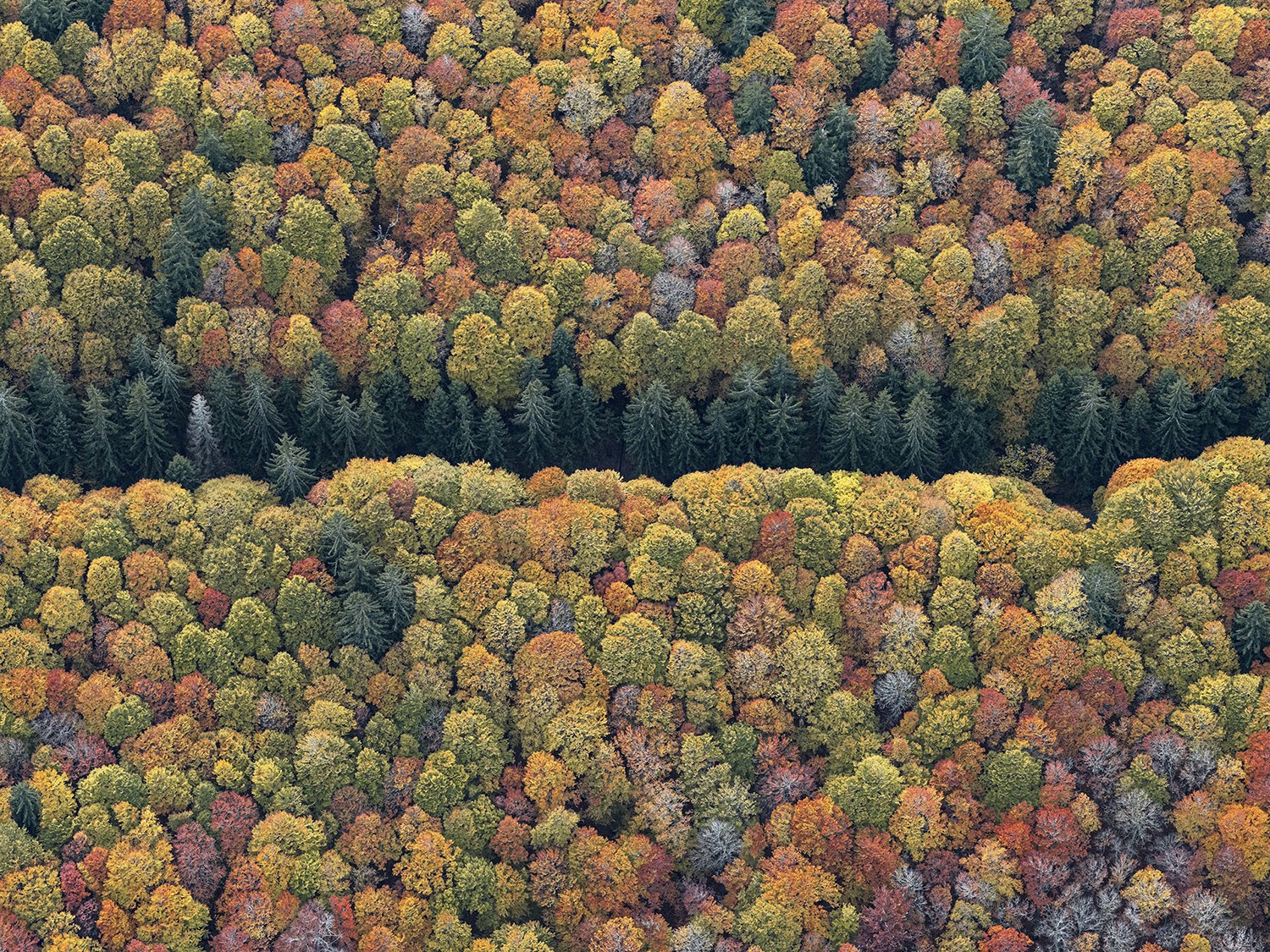 Bernhard Lang, Bavaria_Forest_016 Bernhard Lang, Bavaria_Forest_016