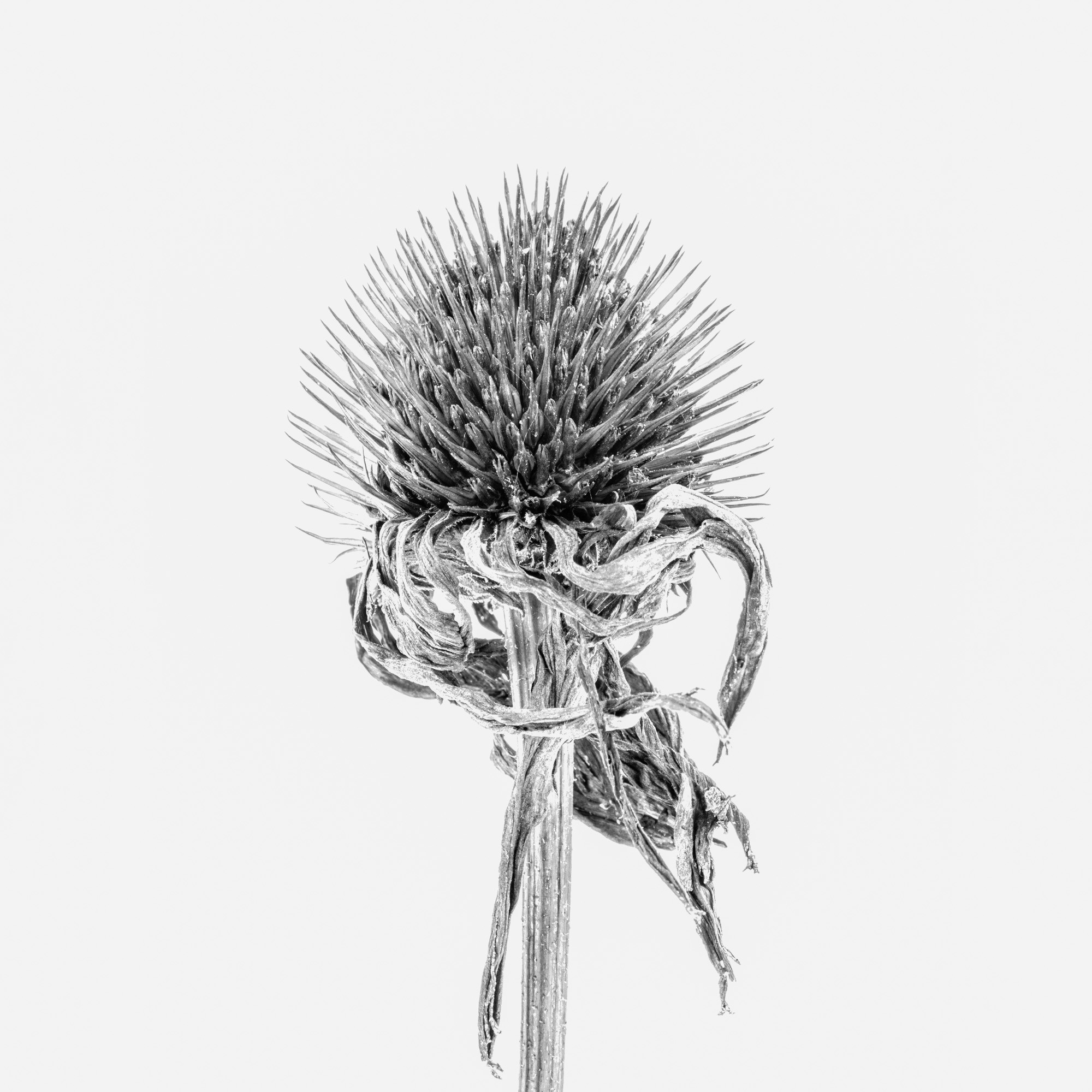 Matthias Conrad, The squares - Botanical study #04 Matthias Conrad, The squares - Botanical study #04