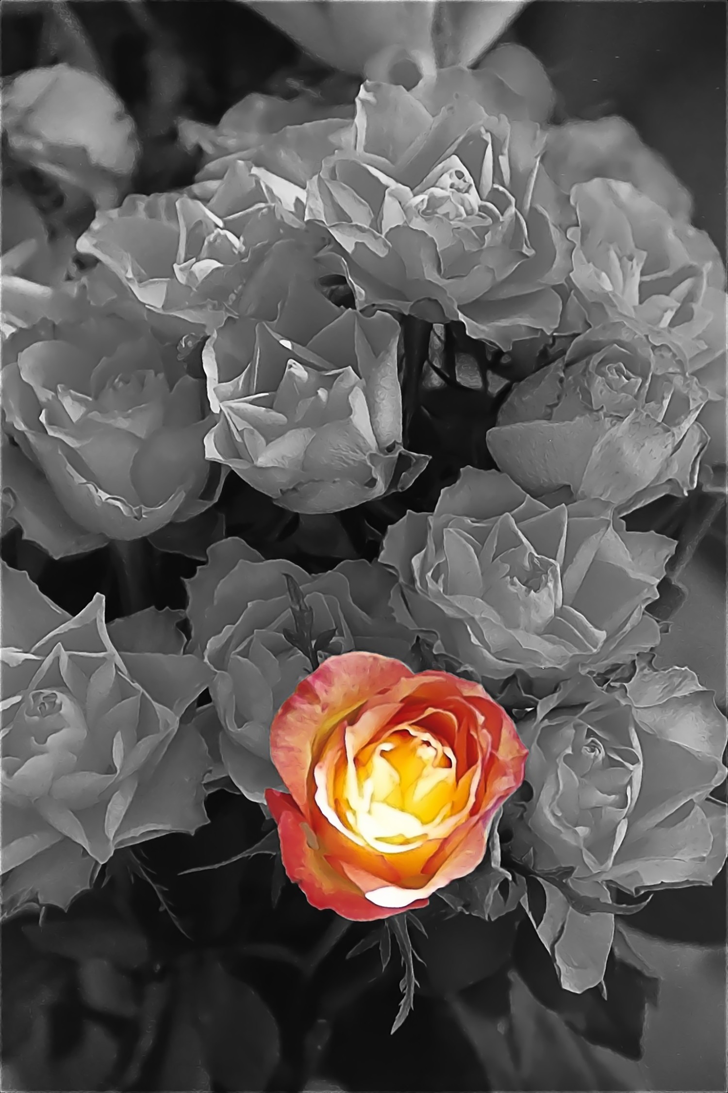 Fabrice Quignette, La Rose Fabrice Quignette, La Rose