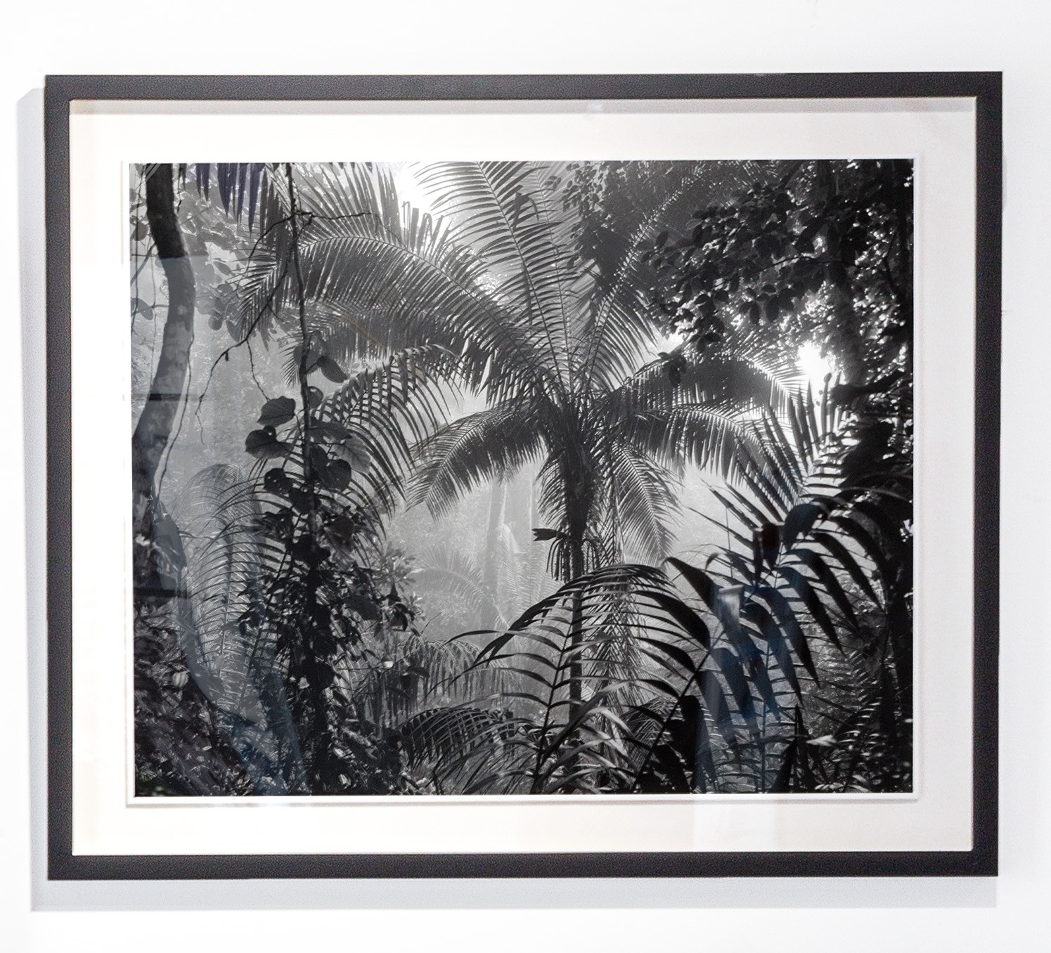 Miguel Winograd, Bosque húmedo tropical II Nuqui. Framed Miguel Winograd, Bosque húmedo tropical II Nuqui. Framed