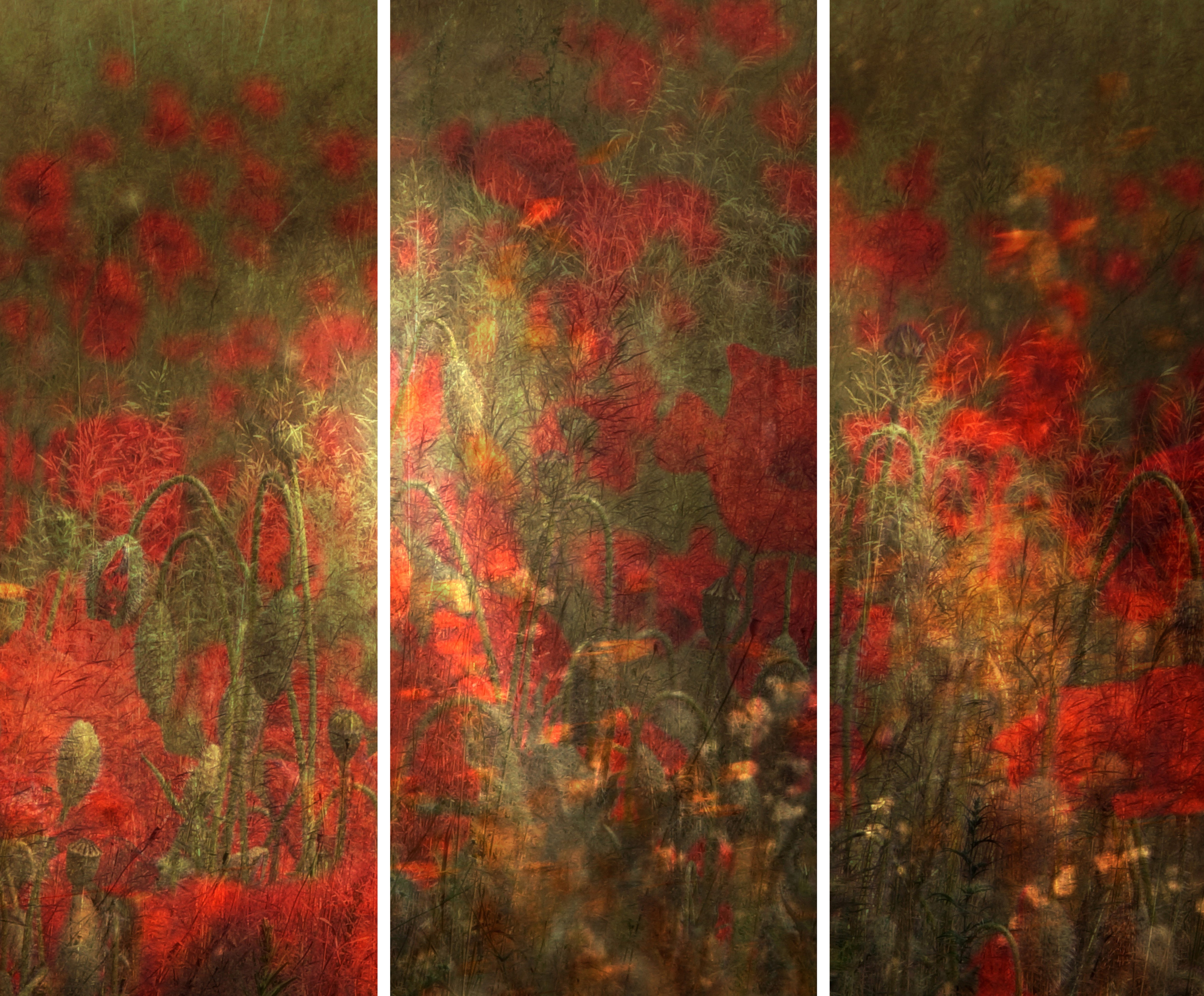 Arelys Photos, Triptyques coquelicots Arelys Photos, Triptyques coquelicots