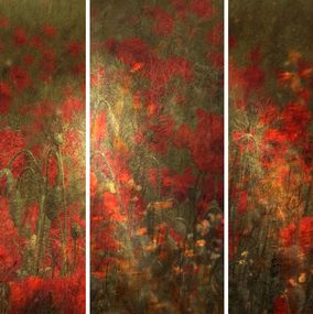 Photography, Triptyques coquelicots, Arelys Photos