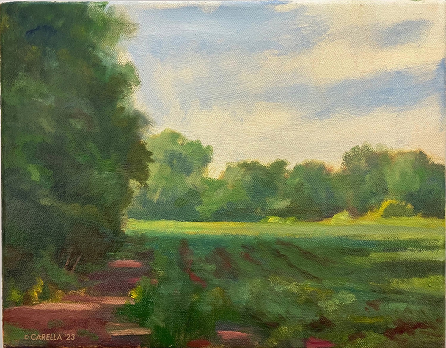 Peter Carella, July field North Peter Carella, July field North