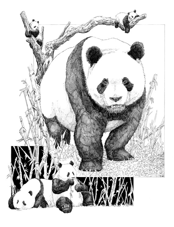 Giant panda - pencil drawing by Aenebris on DeviantArt