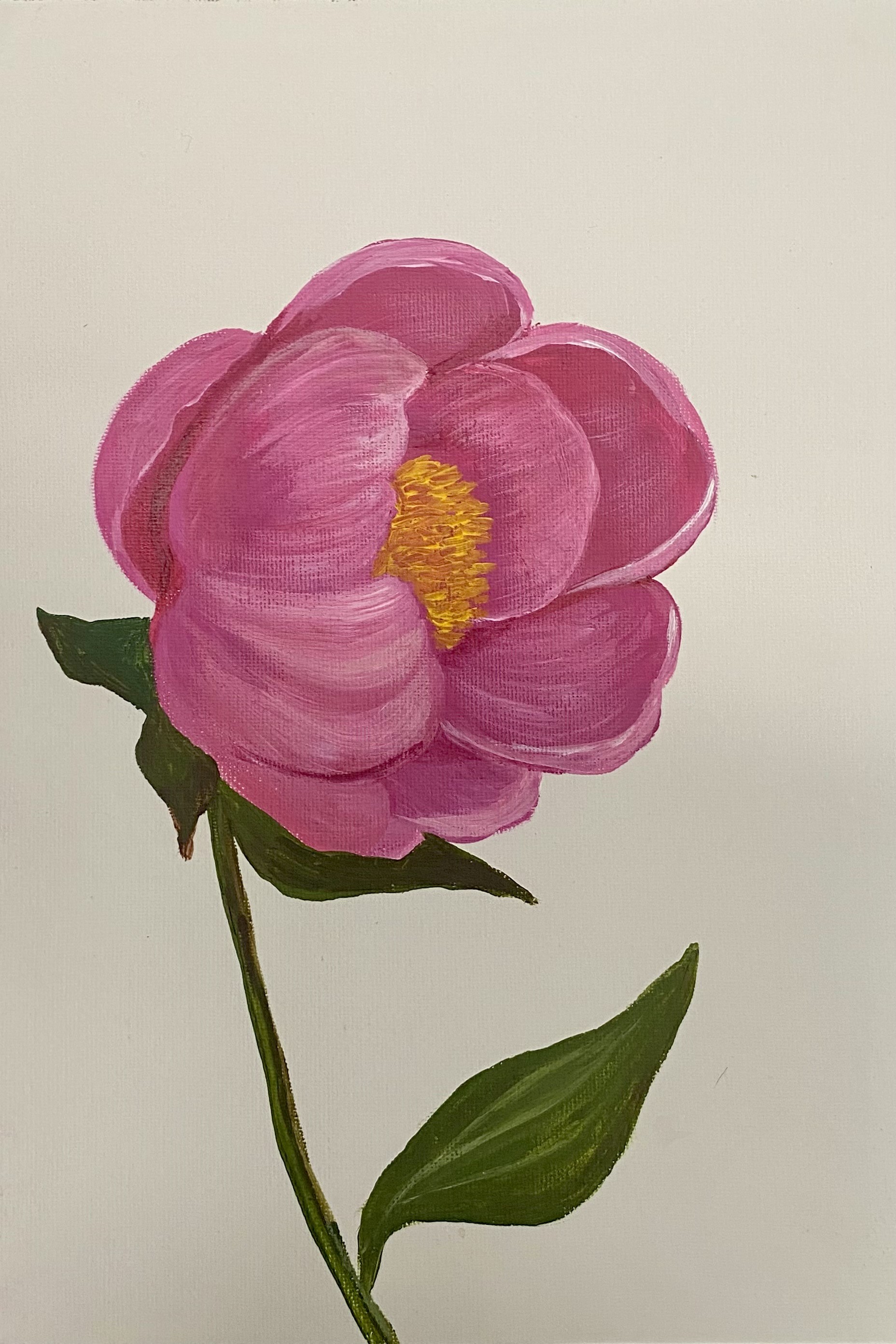 Nataliia Krykun, Peony, Pink flower on a white background Nataliia Krykun, Peony, Pink flower on a white background