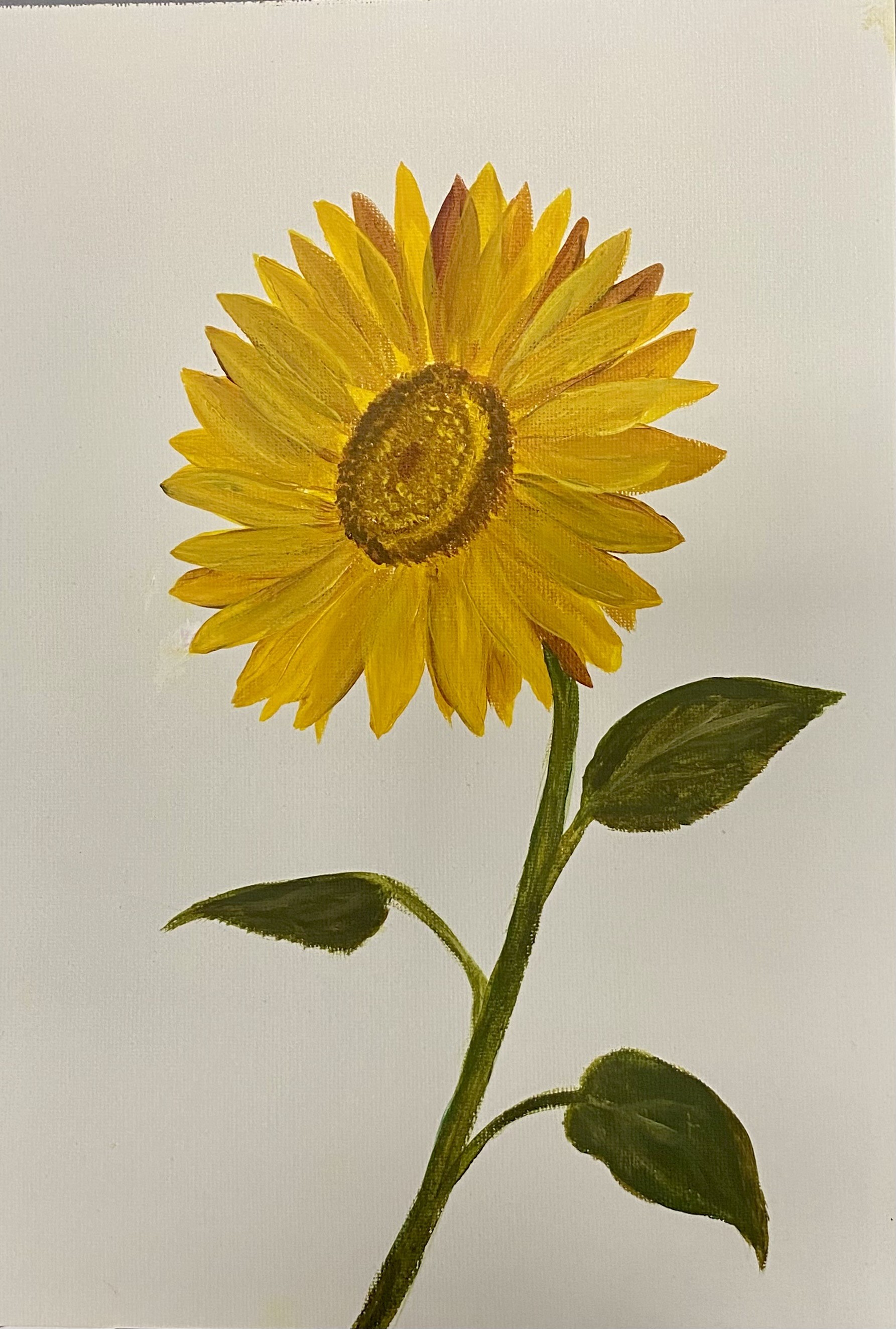 Nataliia Krykun, Sunflower on a white background Nataliia Krykun, Sunflower on a white background