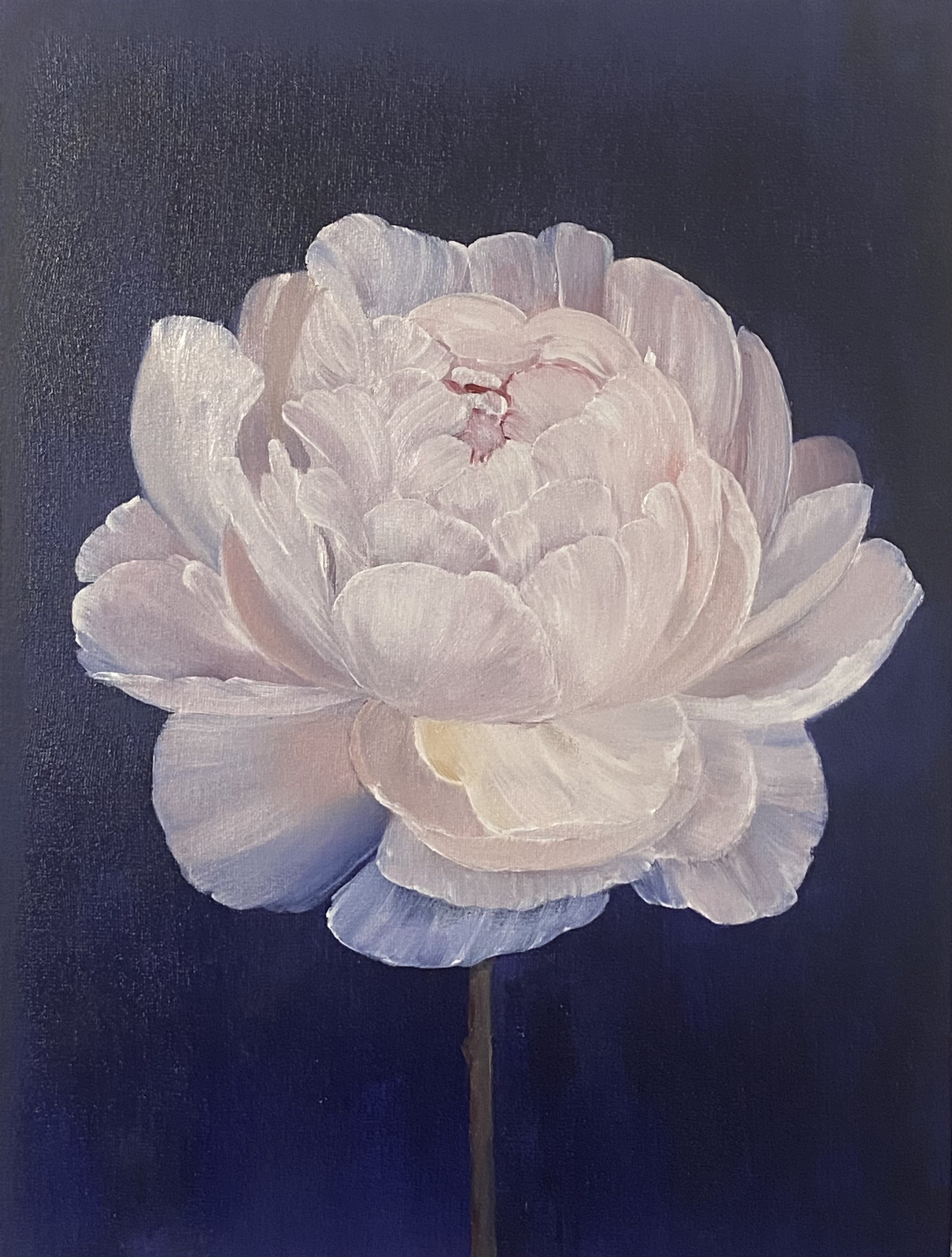 Nataliia Krykun, White peony, Flower on a deep blue background Nataliia Krykun, White peony, Flower on a deep blue background