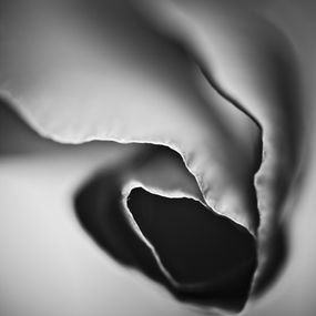 Photography, California Poppy, Justin Pumfrey