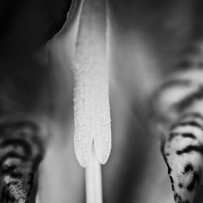 Photography, Iris, Justin Pumfrey