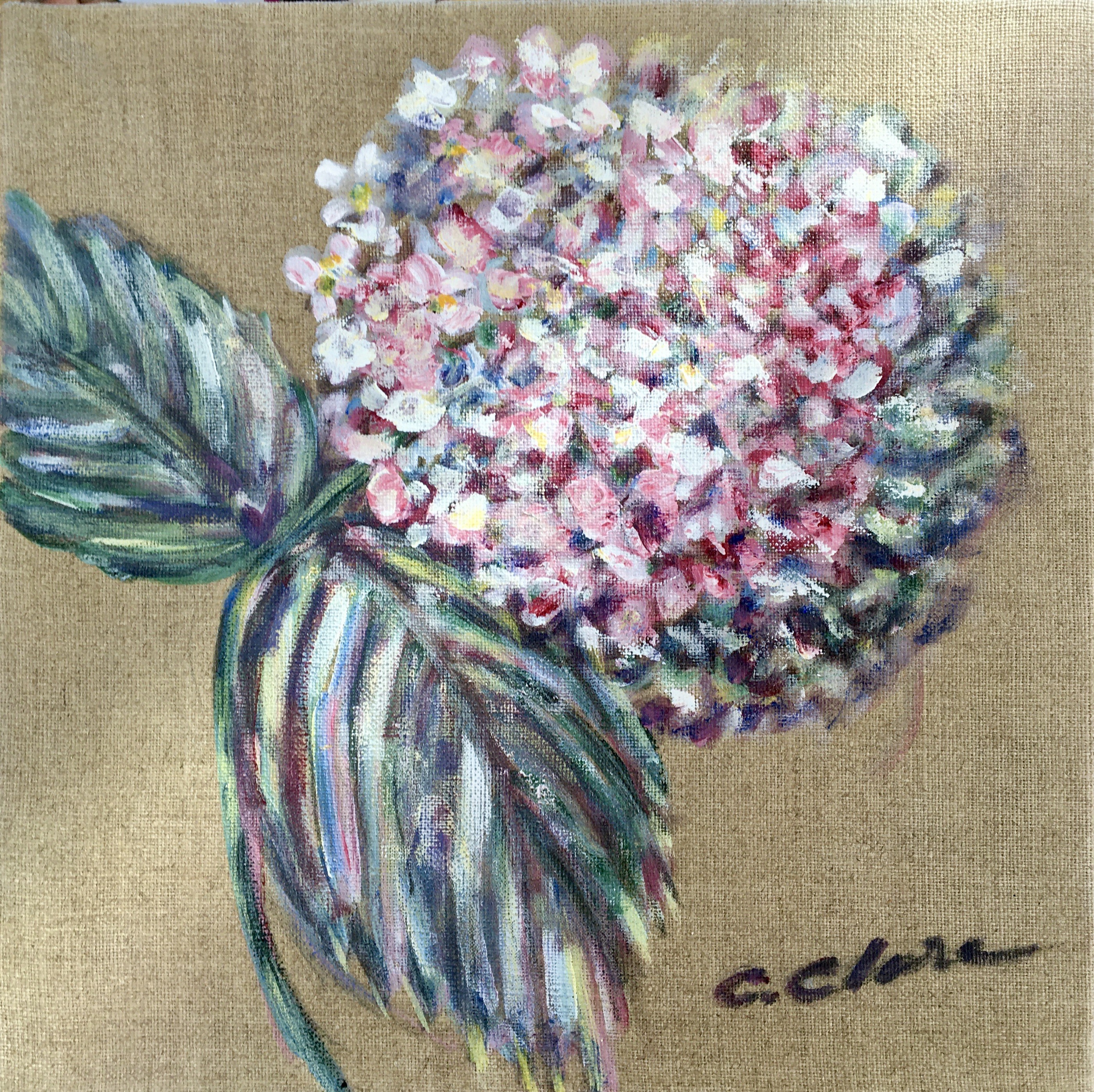 Catherine Clare, L'hortensia Catherine Clare, L'hortensia
