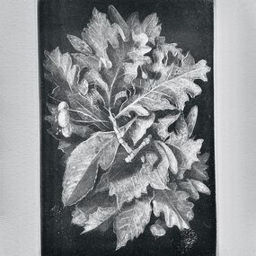 Print, Flore, Judith Rothchild