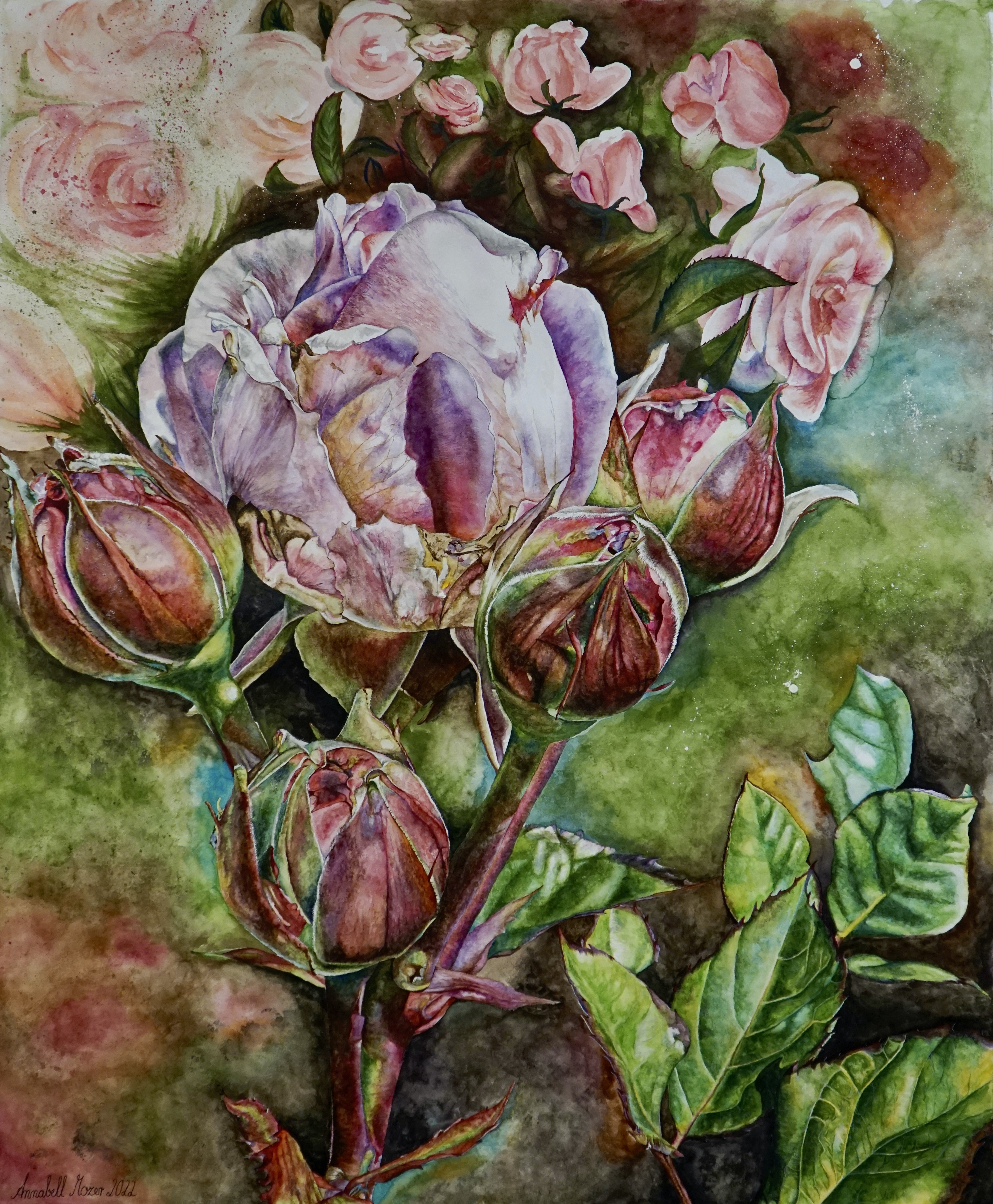 Annabell Mozer, Meisterrose / master ros? Annabell Mozer, Meisterrose / master ros?