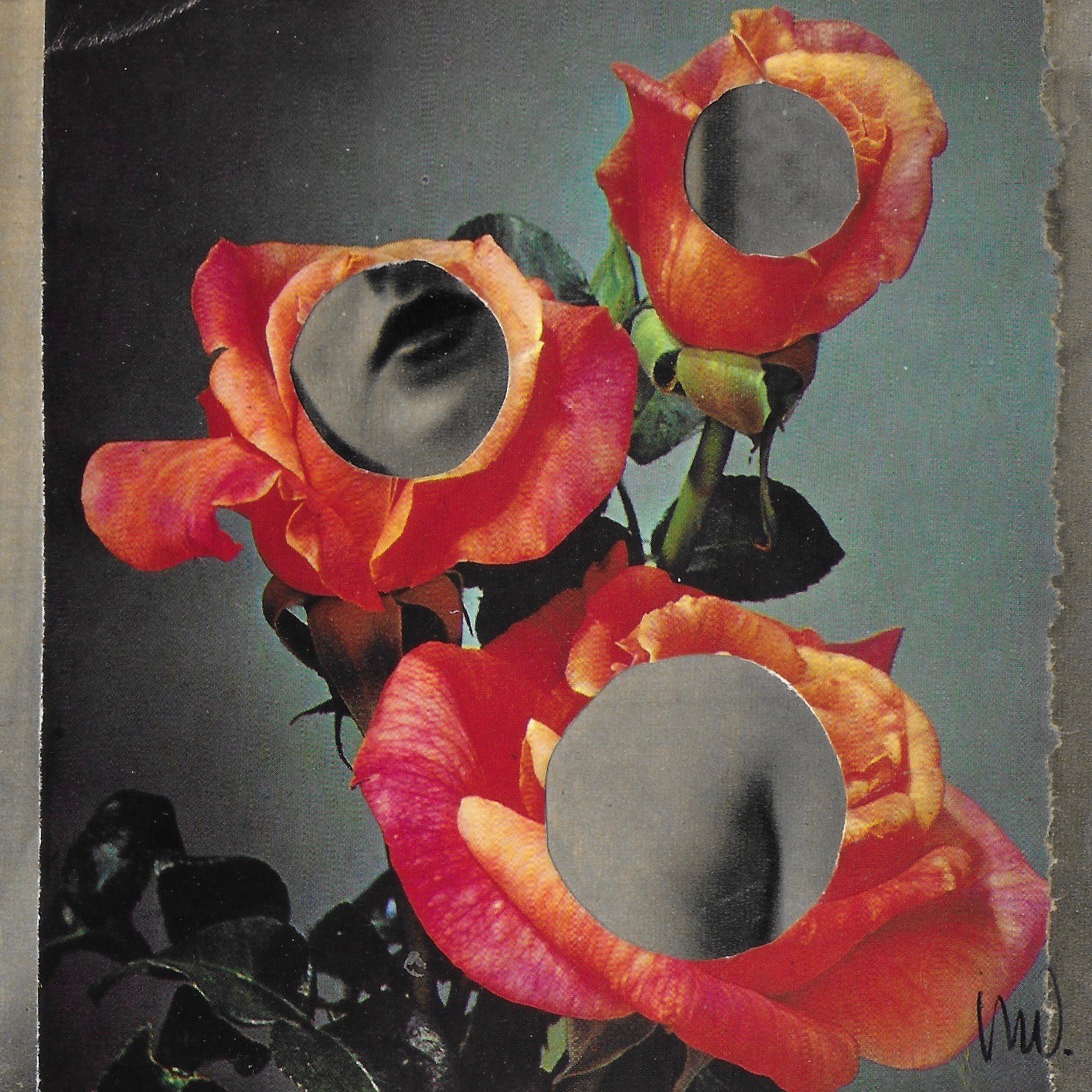 Marian Williams, Behind the Orange Roses Marian Williams, Behind the Orange Roses