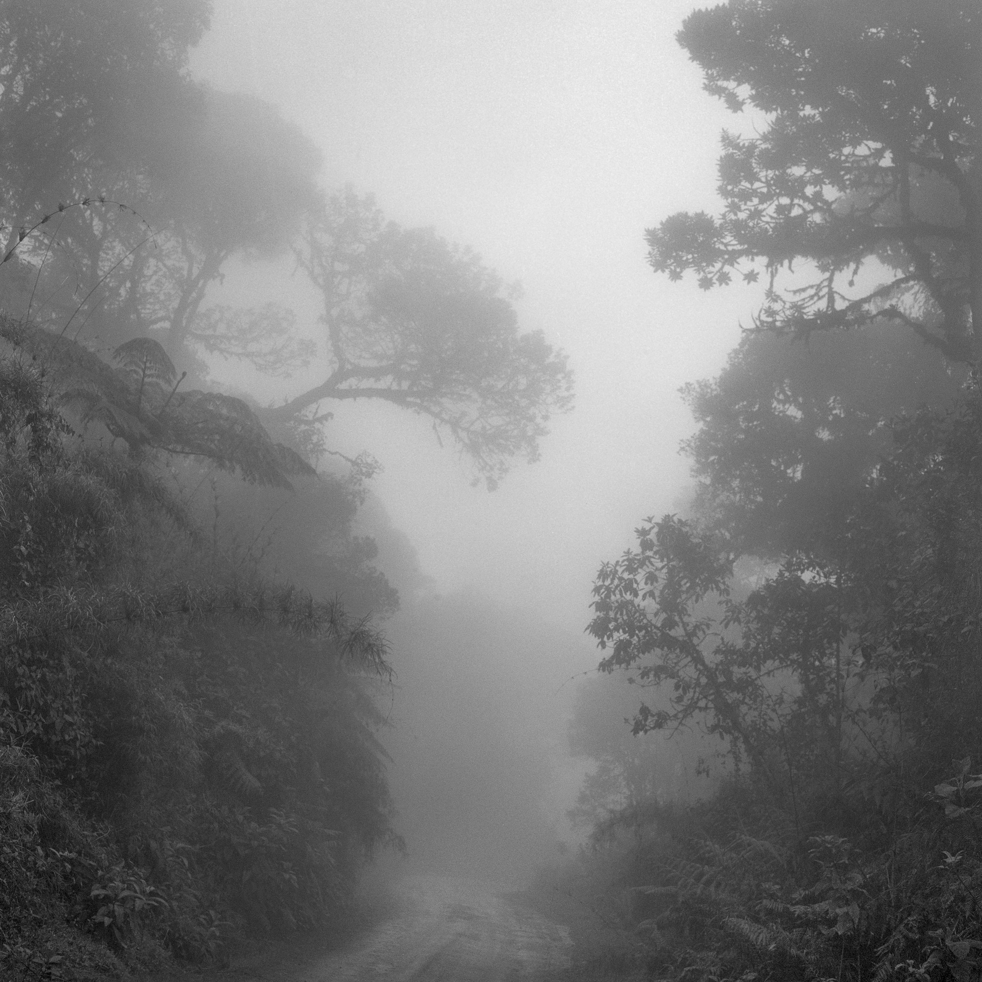 Miguel Winograd, Bosque Alto Andino Chingaza. Pigment Print Miguel Winograd, Bosque Alto Andino Chingaza. Pigment Print