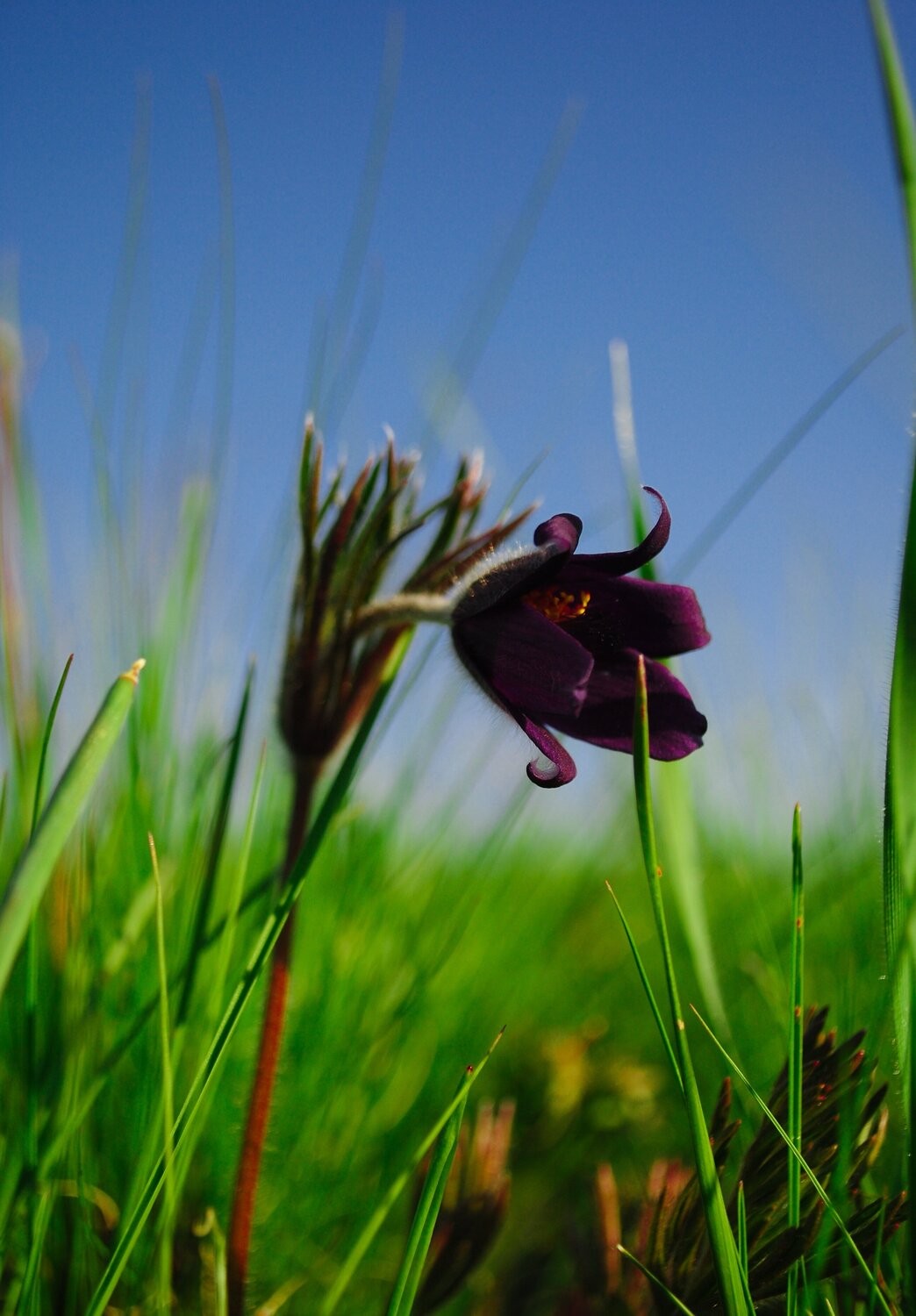 Dmytro Bilous, Spring flower in the field Dmytro Bilous, Spring flower in the field