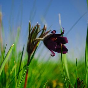Photography, Spring flower in the field, Dmytro Bilous